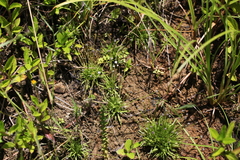 Eriocaulon nepalense
