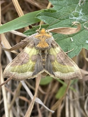 Diachrysia chrysitis