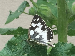 Melanargia galathea