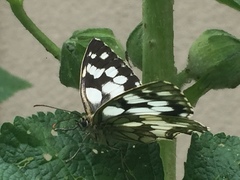 Melanargia galathea