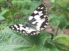 Melanargia galathea