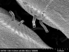 Odontella aurita