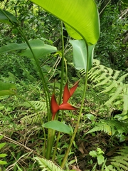 Heliconia bihai