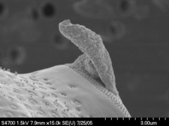 Odontella aurita