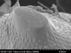 Odontella aurita