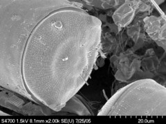 Odontella aurita