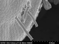 Odontella aurita