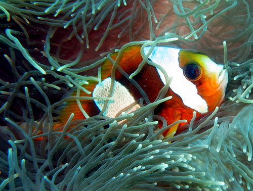 Madagascar Anemonefish