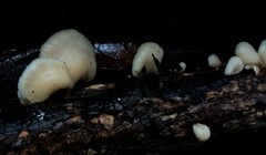 Crepidotus nephrodes