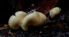 Crepidotus nephrodes