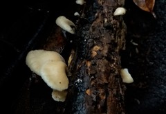 Crepidotus nephrodes