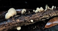 Crepidotus nephrodes