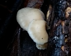 Crepidotus nephrodes