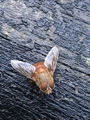 Calliphora ochracea