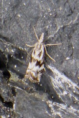 Catoptria oregonicus