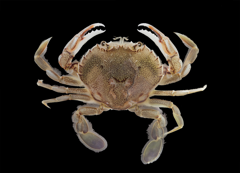 New Zealand Common Swimming Crab
