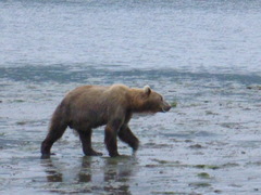 Ursus arctos middendorffi