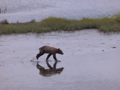 Ursus arctos middendorffi