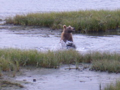 Ursus arctos middendorffi