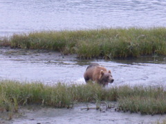 Ursus arctos middendorffi