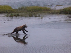 Ursus arctos middendorffi