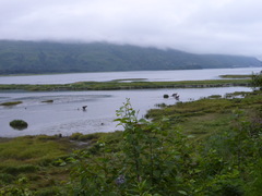 Ursus arctos middendorffi