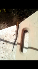 Plestiodon callicephalus