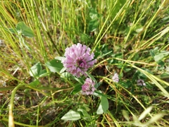 Trifolium pratense
