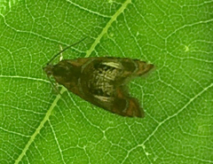 Olethreutes arcuella