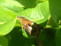 Olethreutes arcuella