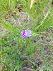 Campanula rotundifolia