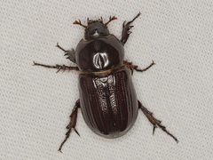 Semanopterus