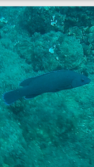 Labrus merula