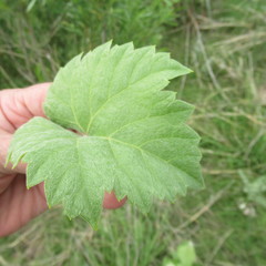 Vitis acerifolia