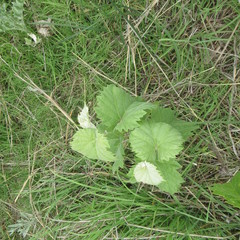 Vitis acerifolia
