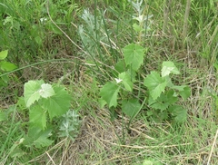 Vitis acerifolia