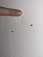 Insecta