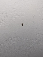 Insecta