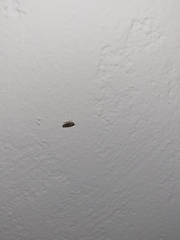 Insecta