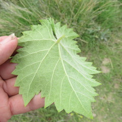 Vitis acerifolia