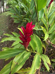 Alpinia purpurata