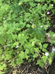 Geranium robertianum