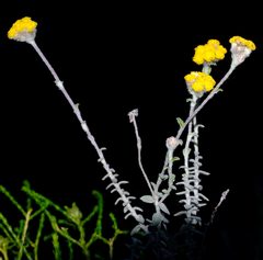 Helichrysum marifolium