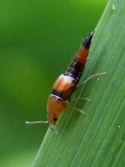 Tachyporus formosus