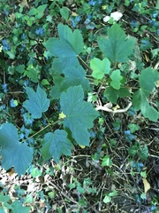 Acer pseudoplatanus
