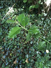 Ilex aquifolium