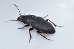 Harpalus dimidiatus