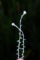 Helichrysum marifolium