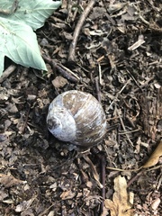 Helix pomatia