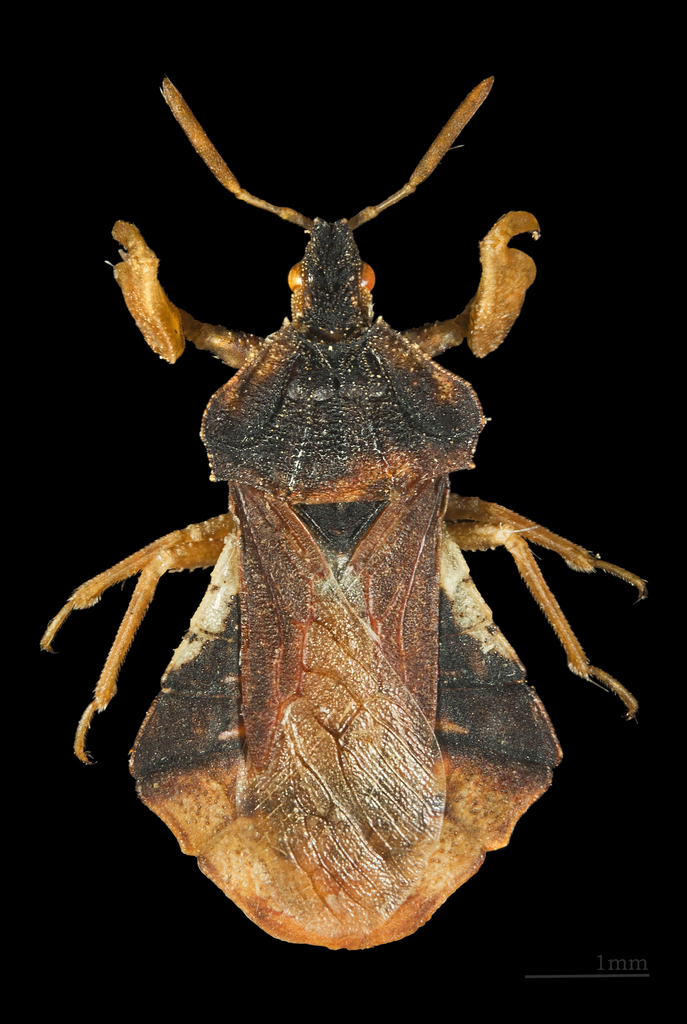 Thread-legged bug, Assassin bug